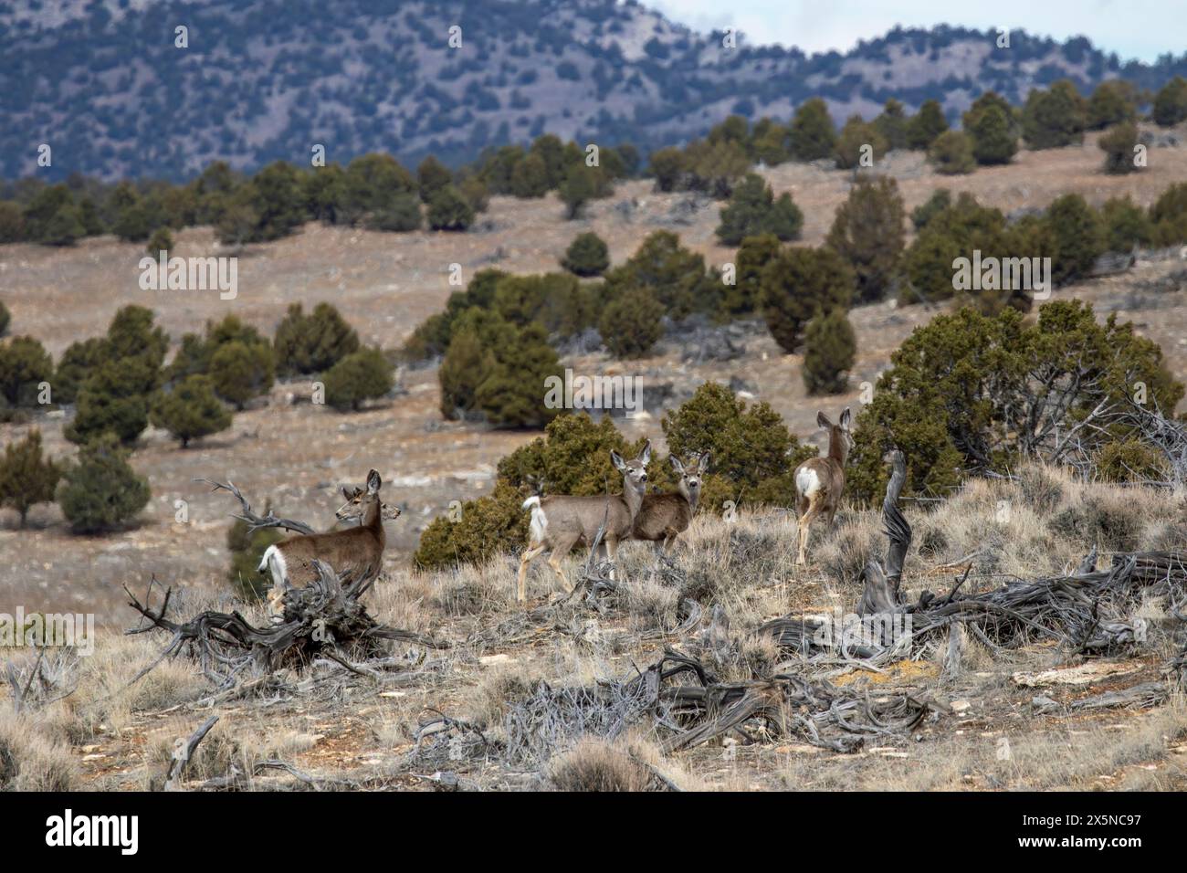 Un troupeau de cerfs mulets marche le long d'une crête dans la forêt nationale de Manti-LaSalle. Banque D'Images