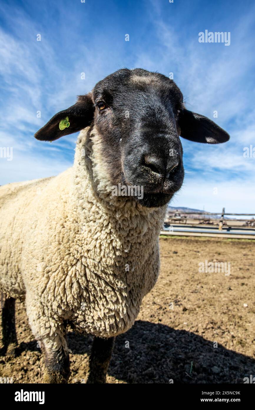 Un mouton du Suffolk regardant. Banque D'Images