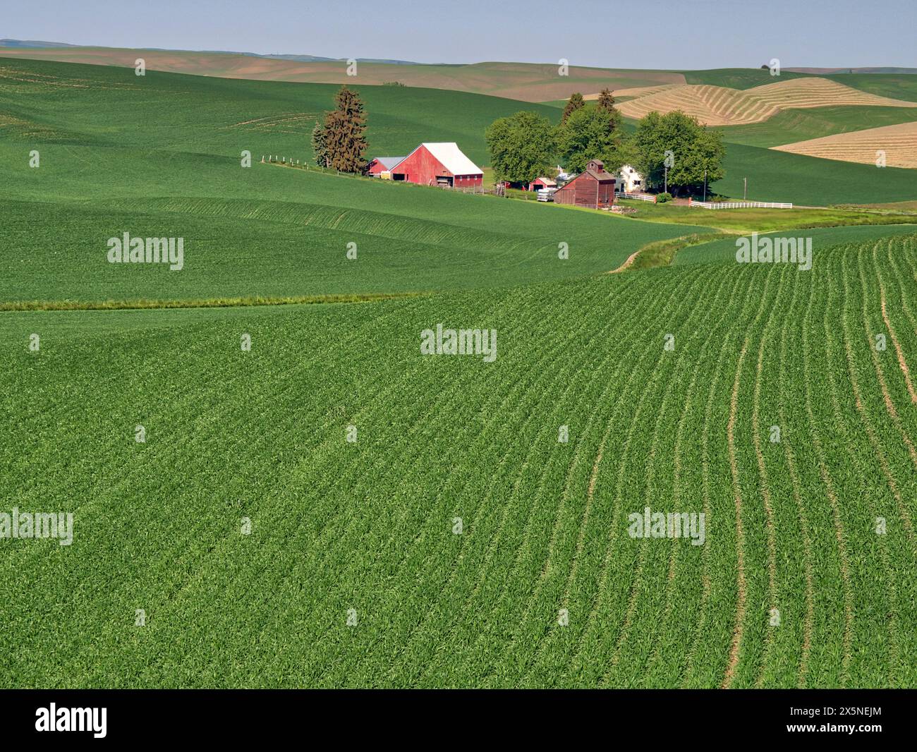 États-Unis, État de Washington, Palouse. Lignées d'une récolte de blé menant à une ferme de campagne dans la Palouse. (Usage éditorial uniquement) Banque D'Images