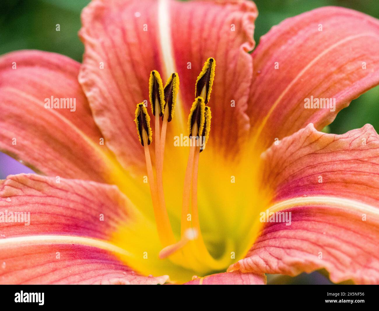 États-Unis, État de Washington, Auburn. Fleur de jour orange vif et jaune. Banque D'Images