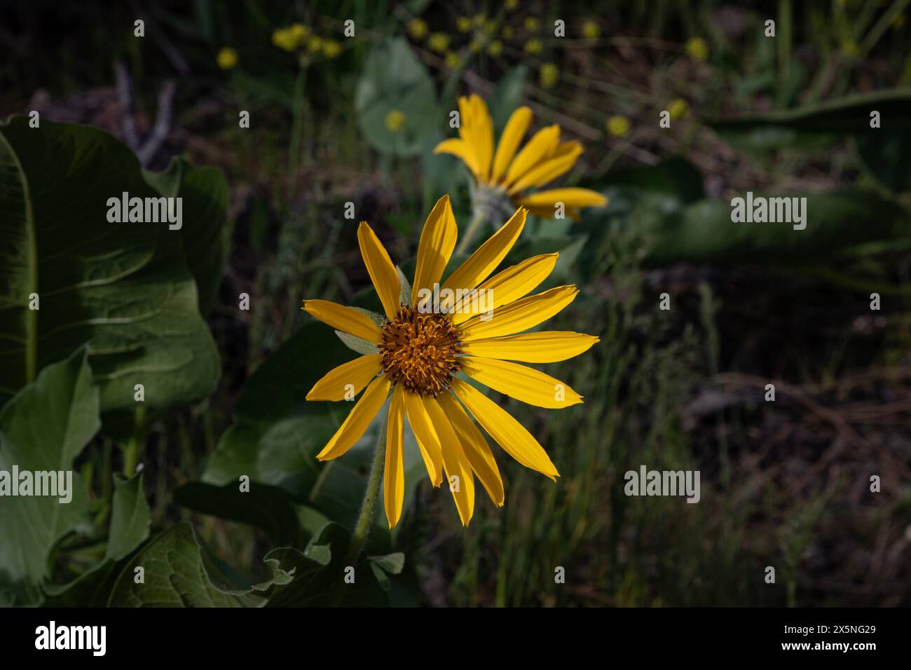 WA25277-00...WASHINGTON - gros plan d'un Balsamroot Arrowleaf en fleurs. Banque D'Images