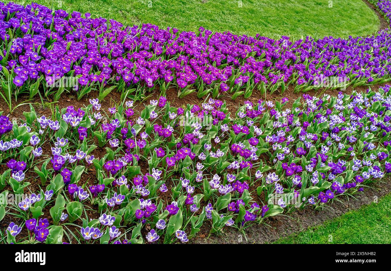 Jardin avec lits de tulipes violettes Banque D'Images