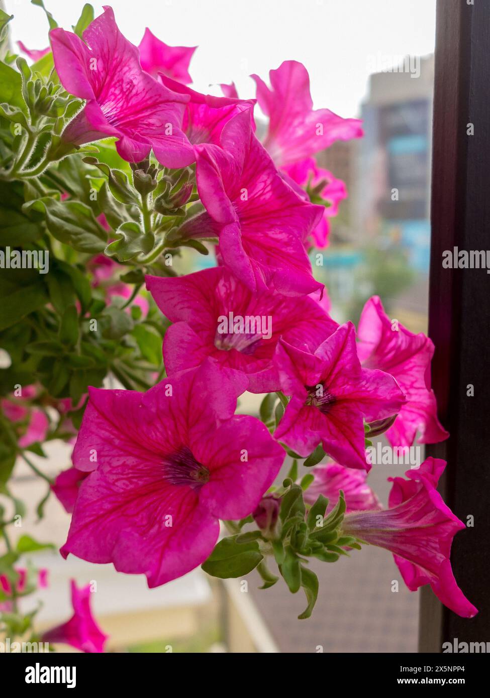 Fleurs pétunia roses sur le balcon Banque D'Images