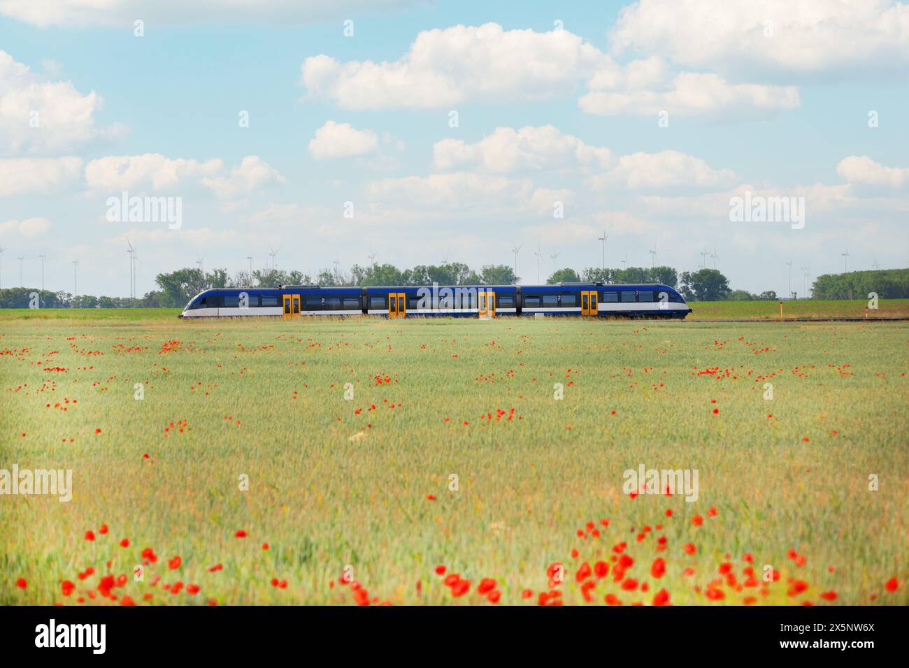 panorama d'un champ de coquelicots rouges sur fond de ciel nocturne. train rapide à l'horizon Banque D'Images