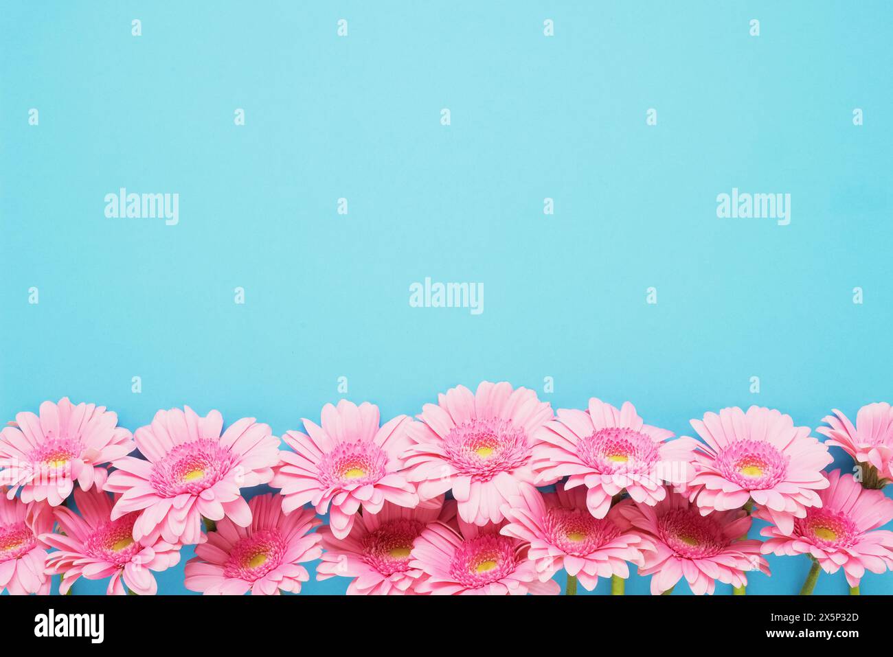 Bordure de fleurs de gerberas roses sur un fond bleu. Fête des mères, Saint Valentin, concept d'anniversaire. Vue de dessus, espace de copie Banque D'Images