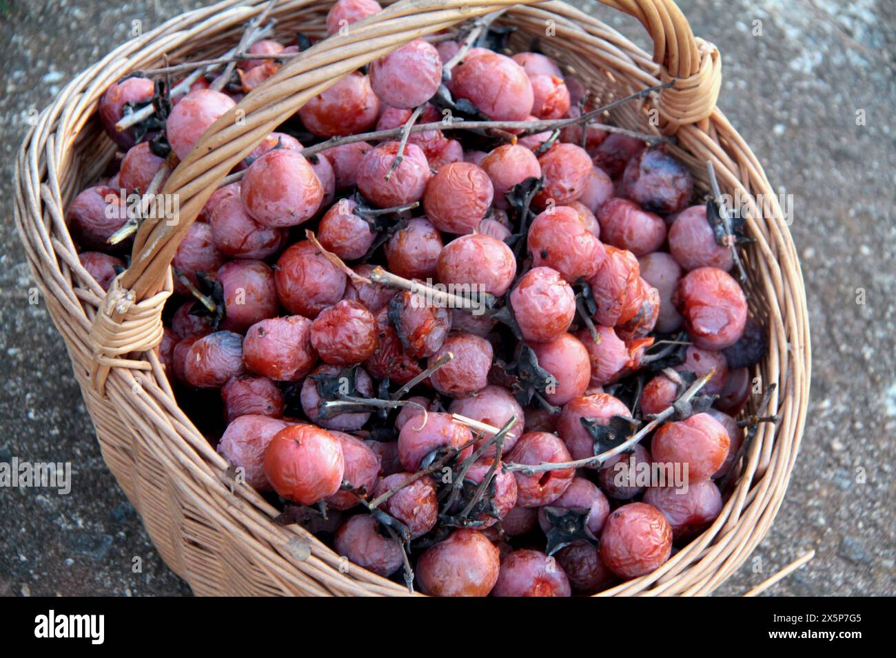 Virginie, États-Unis fruits de kaki récoltés dans un panier. Banque D'Images