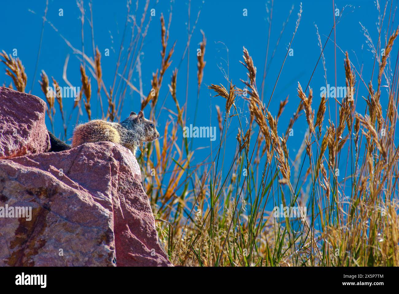 Écureuil rocheux (Otospermophilus variegatus) reposant parmi les affleurements rocheux dans l'habitat des prairies, été, Castle Rock Colorado USA. Banque D'Images