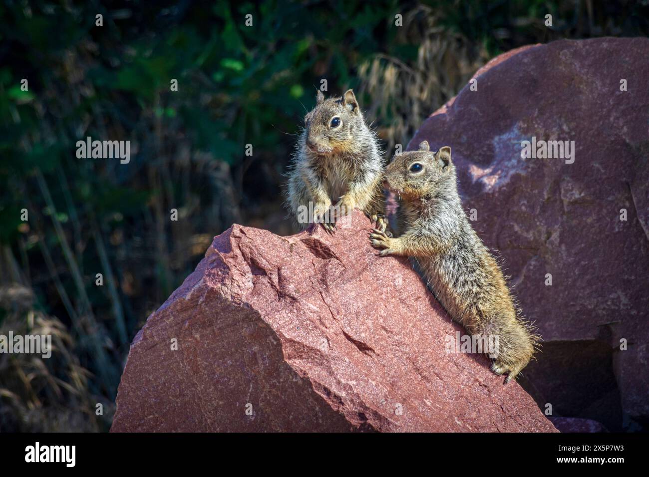 Deux écureuils rocheux (Otospermophilus variegatus), anciennement (Citellus variegatus), utilisant un gros rocher comme point de vue perché Castle Rock Area, Colorado USA. Banque D'Images