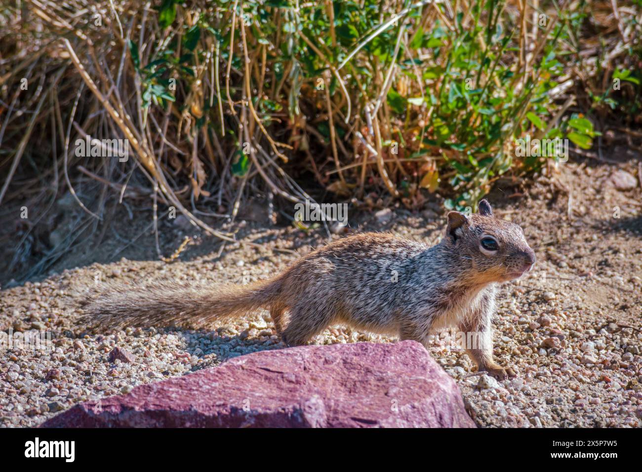 Jeune écureuil rocheux (Otospermophilus variegatus), anciennement (Citellus variegatus), près de son terrier, région de Castle Rock dans le Colorado aux États-Unis. Banque D'Images