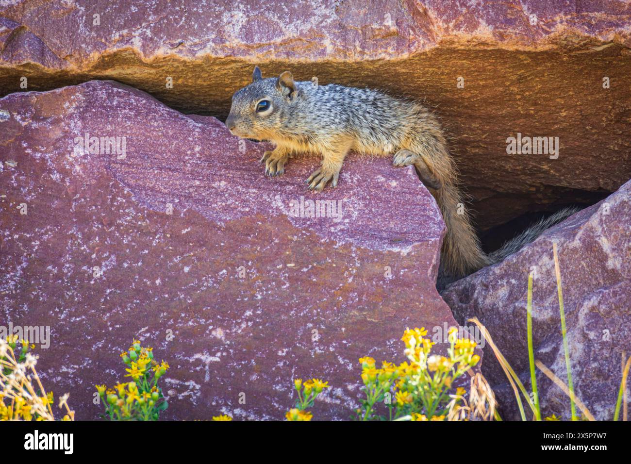 Jeune écureuil rocheux (Otospermophilus variegatus), anciennement (Citellus variegatus), reposant sur un rocher rocheux, région de Castle Rock dans le Colorado aux États-Unis. Banque D'Images