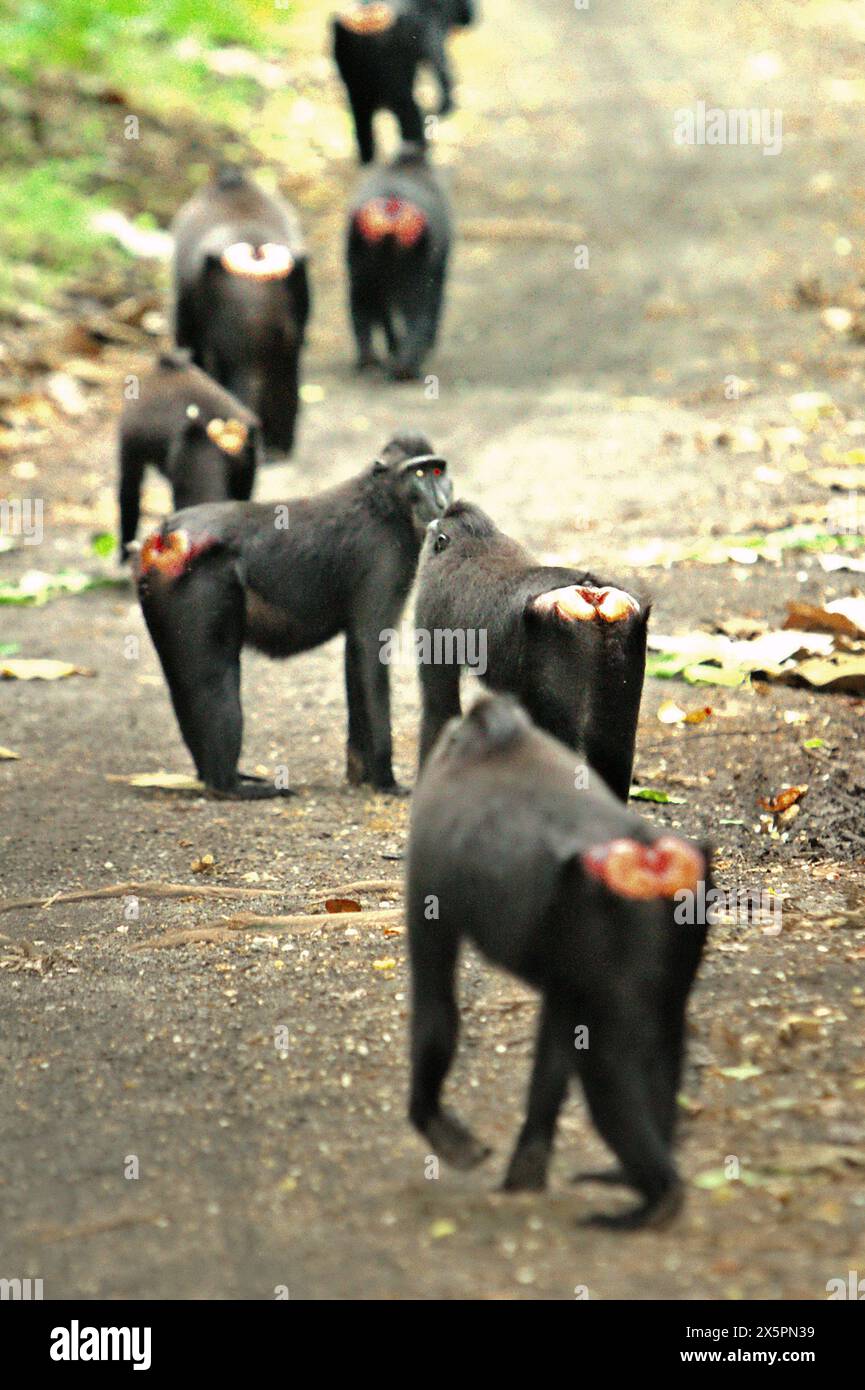 Macaques à crête (Macaca nigra) marchent ensemble en ligne sur un chemin de terre dans la forêt de Tangkoko, Sulawesi du Nord, Indonésie. L’espèce dépend fortement de forêts matures intactes, alors que les forêts de croissance secondaire sont moins appropriées, selon les primatologues dans un article de recherche publié dans le numéro d’août 2023 de l’International Journal of Primatology. À l'heure actuelle, environ un quart des aires de répartition des primates ont des températures supérieures à celles historiques, comme l'a révélé une autre équipe de scientifiques. La forêt de Tangkoko, un sanctuaire où vit le macaque à crête, souffre d'une augmentation de température allant jusqu'à 0,2 degrés Celsius. Banque D'Images