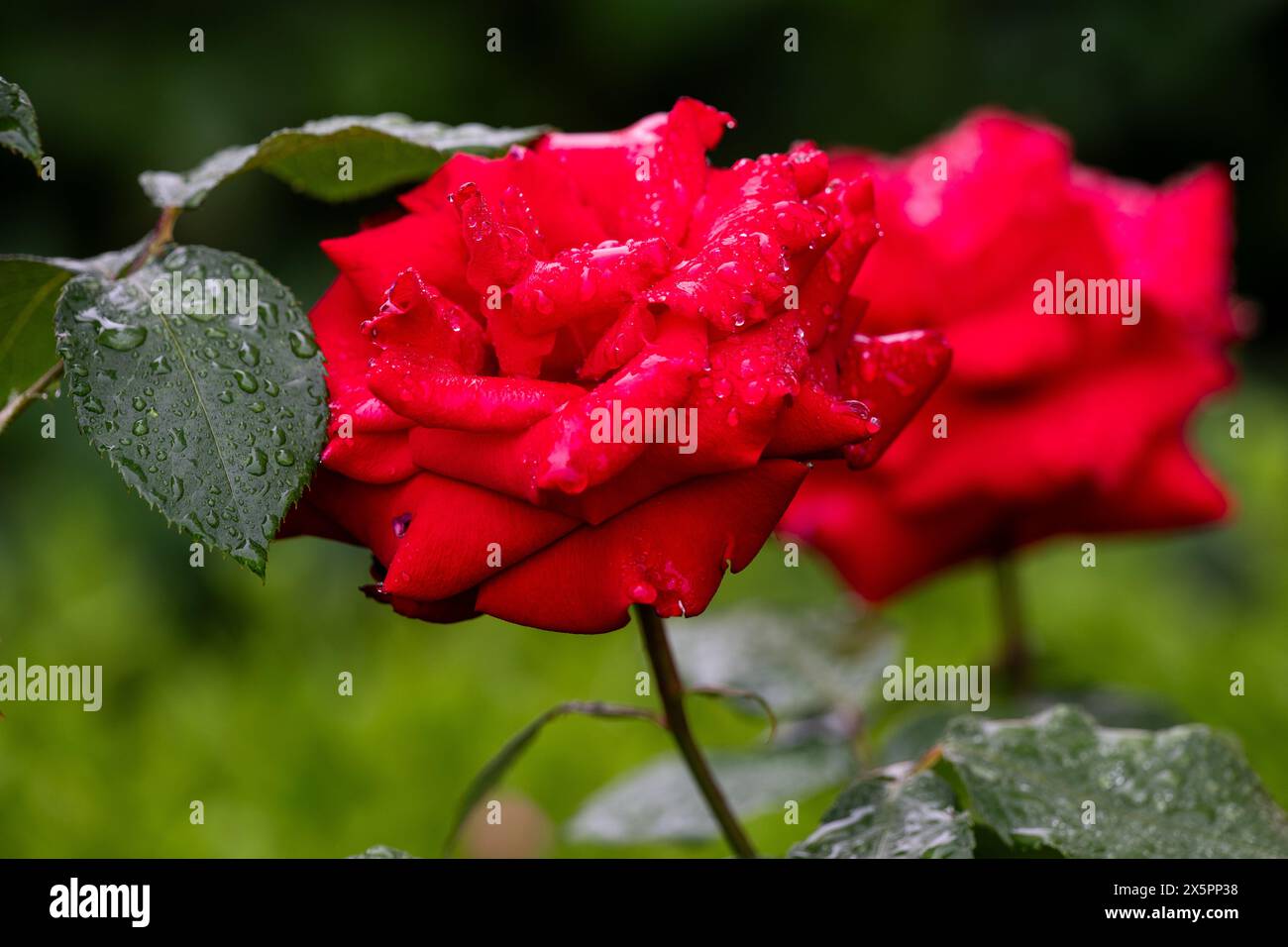 Washington, États-Unis. 10 mai 2024. Roses vues dans la roseraie vue lors d'une visite des jardins de la Maison Blanche à la Maison Blanche à Washington. Crédit : SOPA images Limited/Alamy Live News Banque D'Images