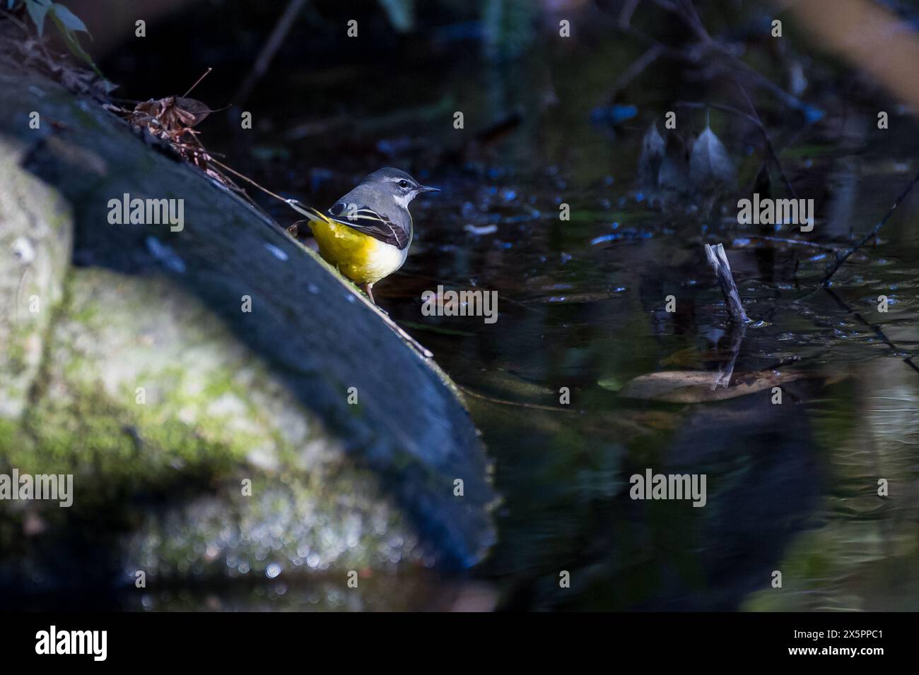 Une queue grise (Motacilla cinerea) dans le parc Izumi no Mori, Yamato, Kanagawa, Japon. Banque D'Images