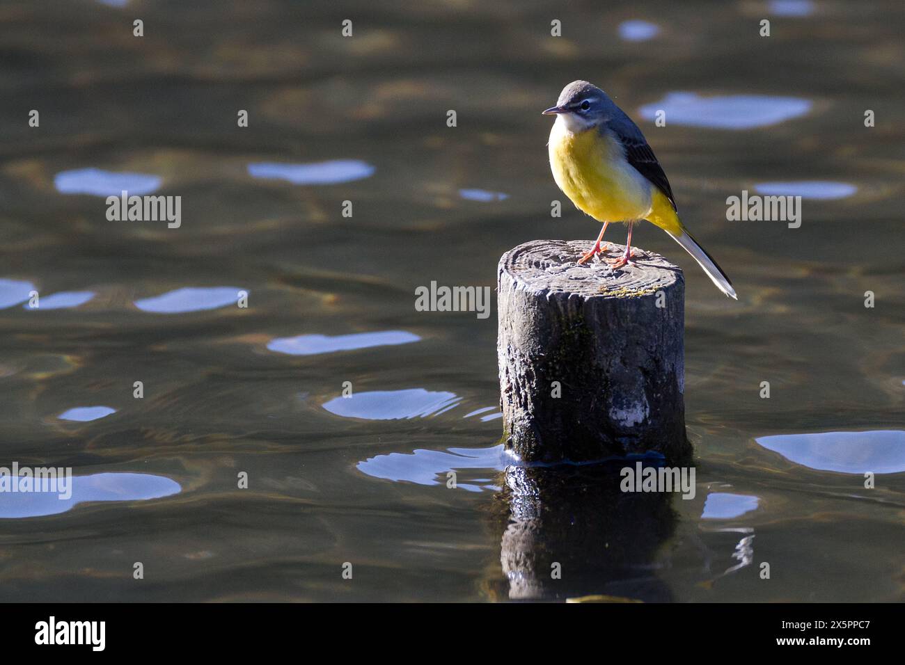Une queue grise (Motacilla cinerea) perchée sur une souche dans un lac dans un parc de Kanagawa, au Japon. Banque D'Images