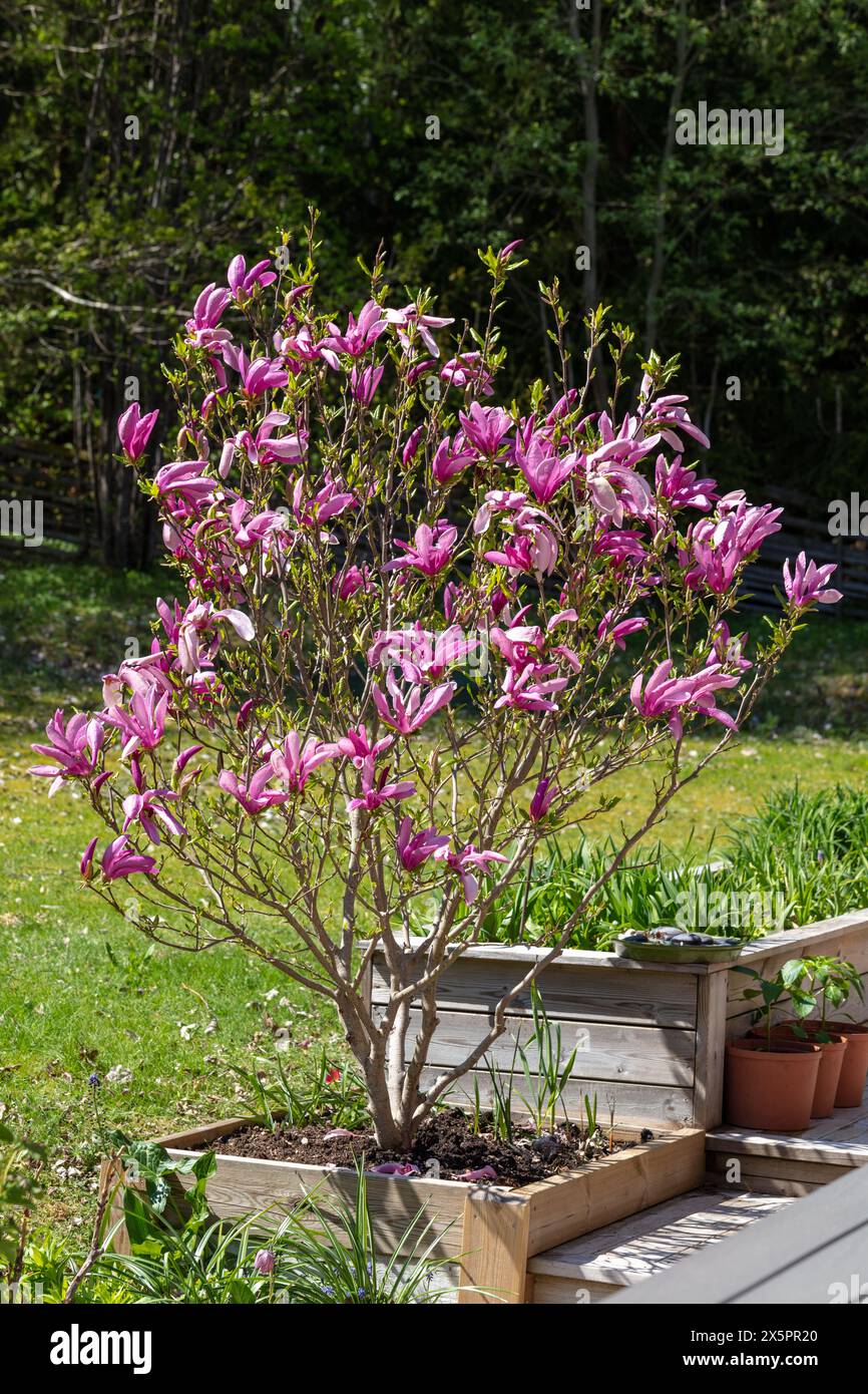 'Susan' magnolia hybride, Rosenmagnolia (Magnolia liliiflora x Magnolia stellata) Banque D'Images