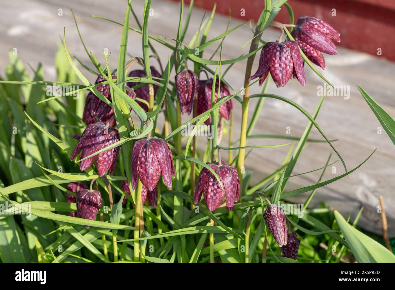 Tête du serpent fritillary, Kungsängslilja (Fritillaria meleagris) Banque D'Images