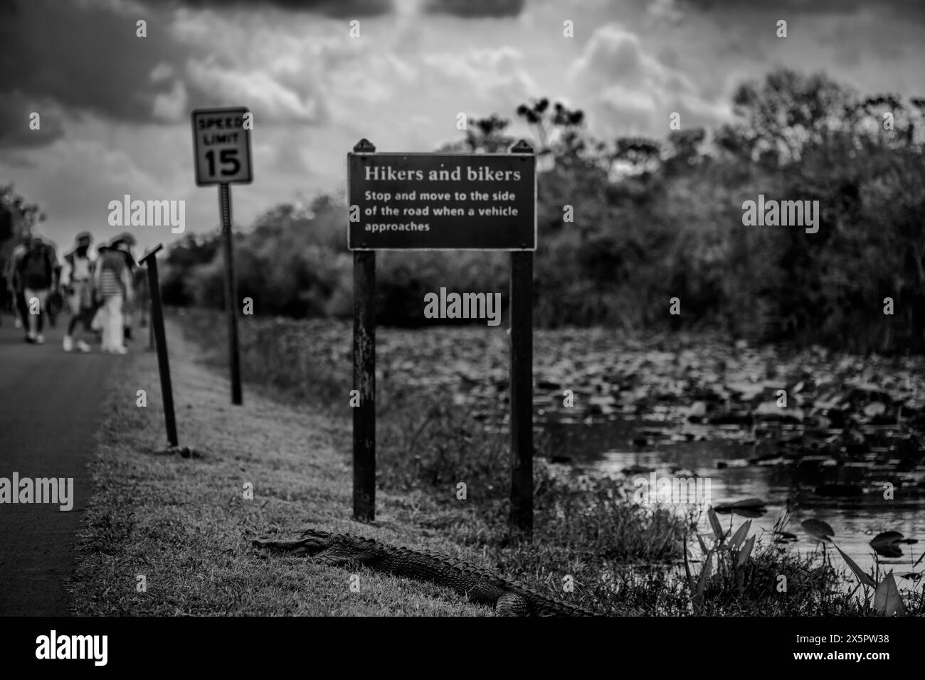 Alligator américain assis le long d'un sentier depuis Otter Cave Hammock Trail dans le parc national des Everglades Banque D'Images