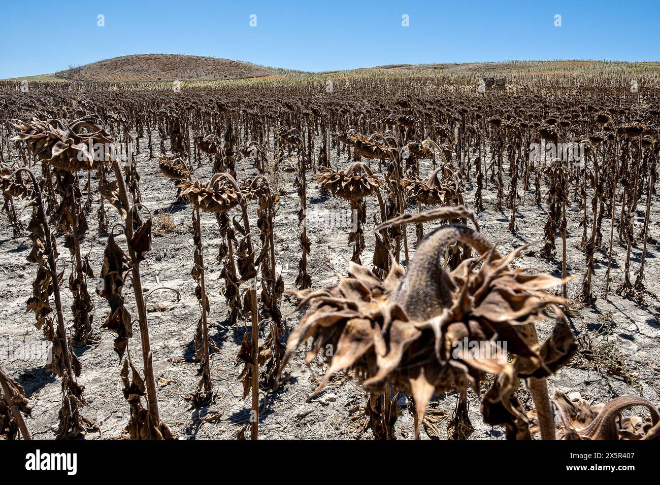 Plantation sèche de tournesols due à la sécheresse, Utrera, Andalousie, Espagne Banque D'Images