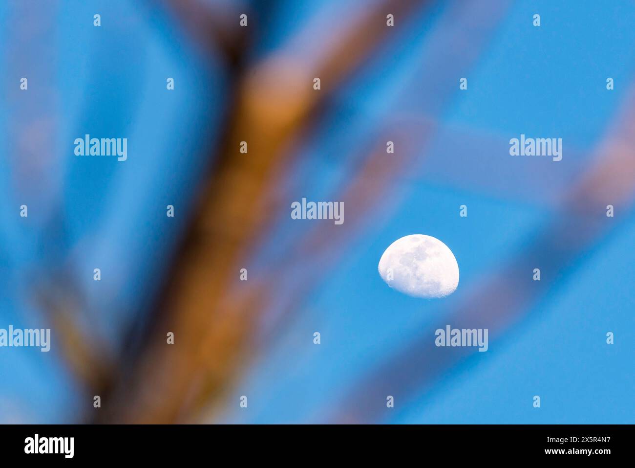 Regardant à travers des branches d'arbre floues à une demi-lune blanche contre un ciel bleu clair en Australie en journée Banque D'Images