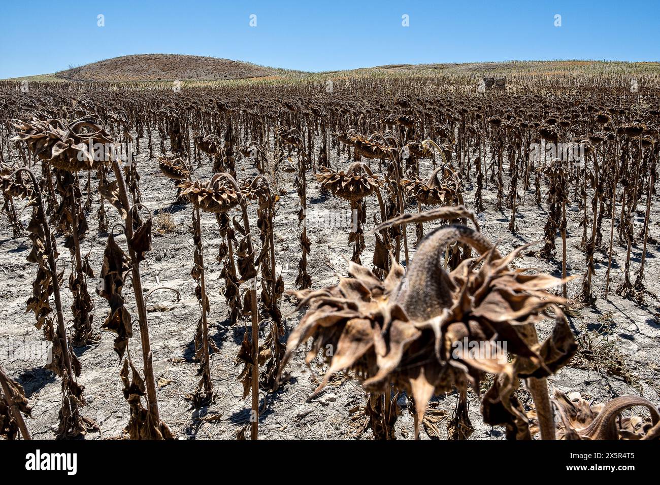 Plantation sèche de tournesols due à la sécheresse, Utrera, Andalousie, Espagne Banque D'Images