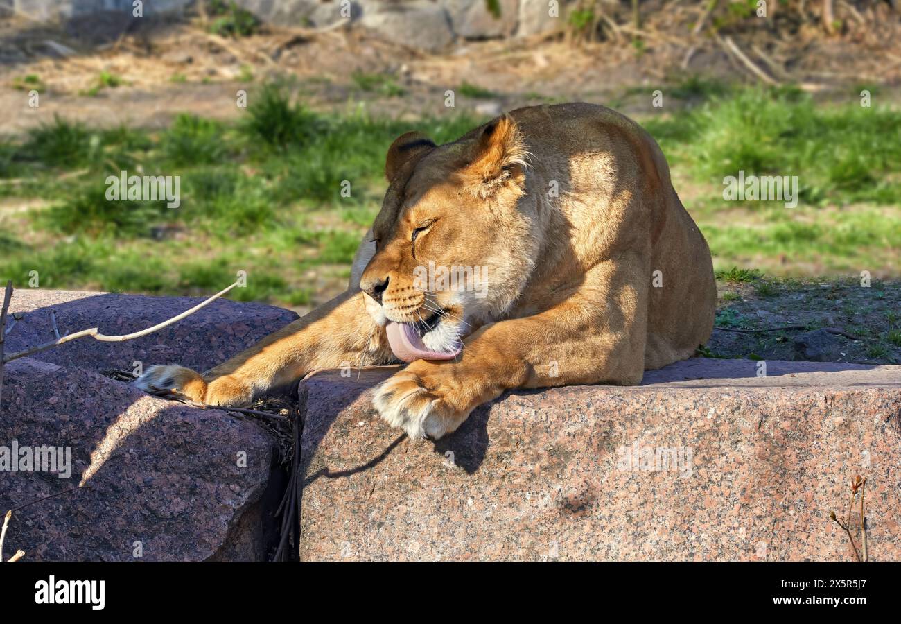 Image d'une grande lionne léchant ses pattes avec sa langue Banque D'Images