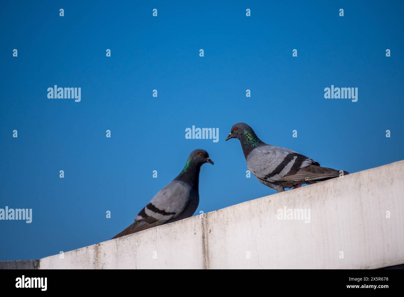 Pigeons de roche perchés sur les toits de Dehradun City, Uttarakhand, Inde. Banque D'Images