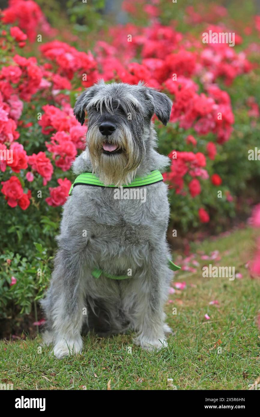 Schnauzer, schnauzer moyen, se tient dans le lit de rose Banque D'Images