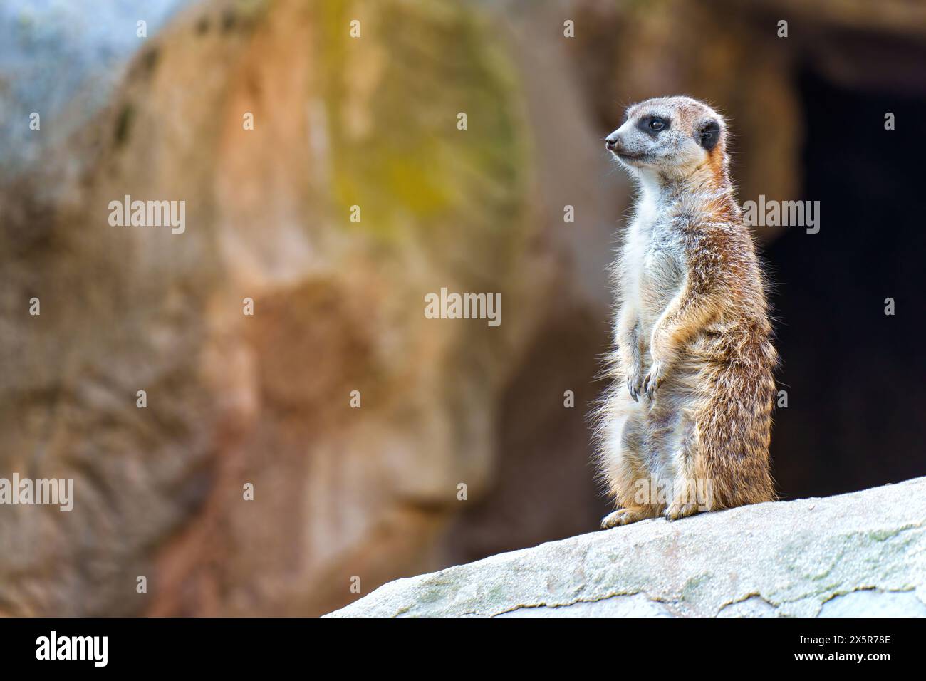 Vue rapprochée d'une suricate alerte debout haut parmi les rochers, intensément concentrée et tournée vers l'avant. Banque D'Images