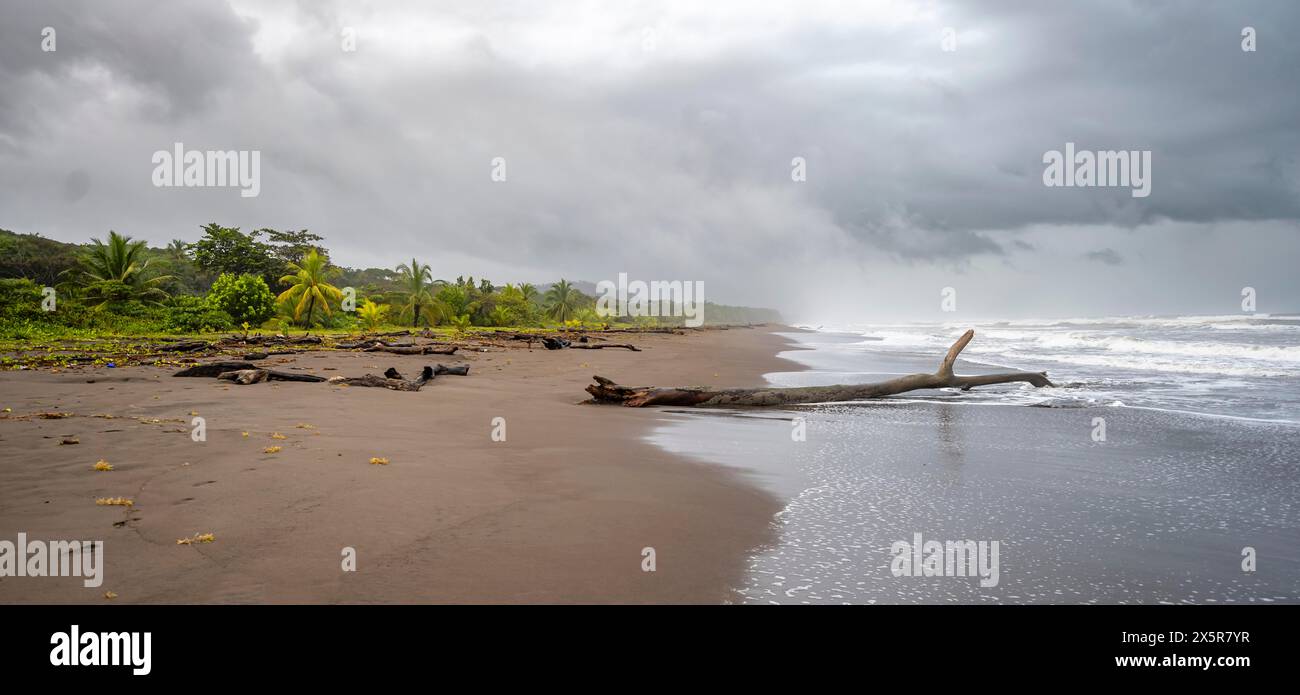 Tronc d'arbre sur la plage dans le surf, forêt tropicale et plage de sable sur la côte caribéenne, parc national de Tortuguero, Costa Rica Banque D'Images