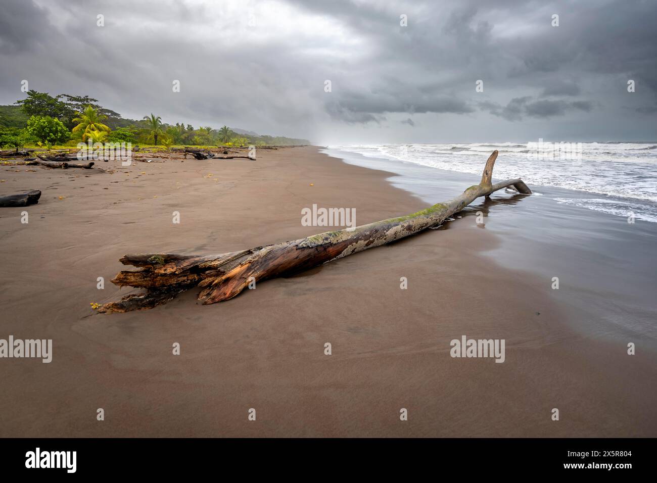 Tronc d'arbre sur la plage dans le surf, forêt tropicale et plage de sable sur la côte caribéenne, parc national de Tortuguero, Costa Rica Banque D'Images