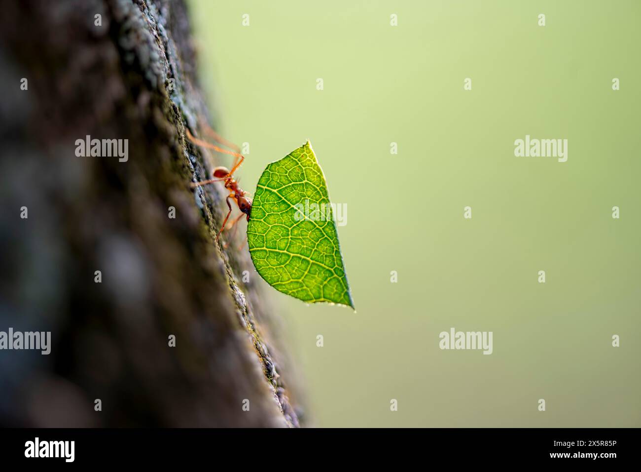 Fourmi tondeuse de feuilles (Atta cephalotes) portant un morceau de feuille, forêt tropicale, parc national de Tortuguero, Costa Rica Banque D'Images