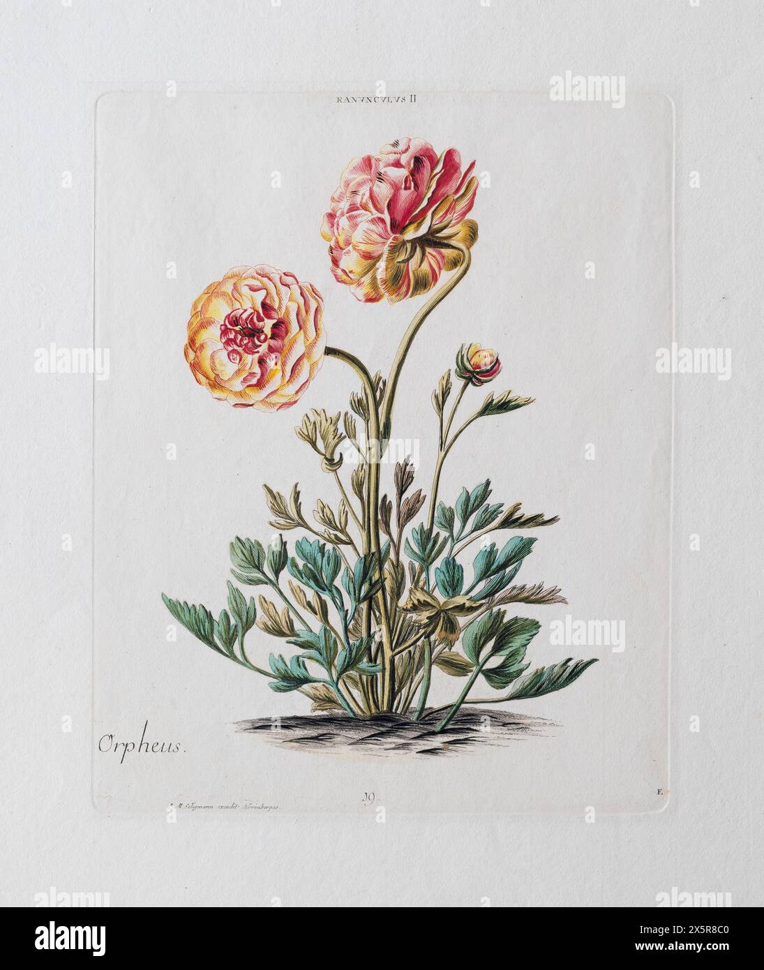Orpheus Ranunculus ou Buttercup persane (Ranunculus asiaticus), gravure sur cuivre de couleur ancienne par J. M. Seligmann de l'Hortus Nitidissimis Banque D'Images