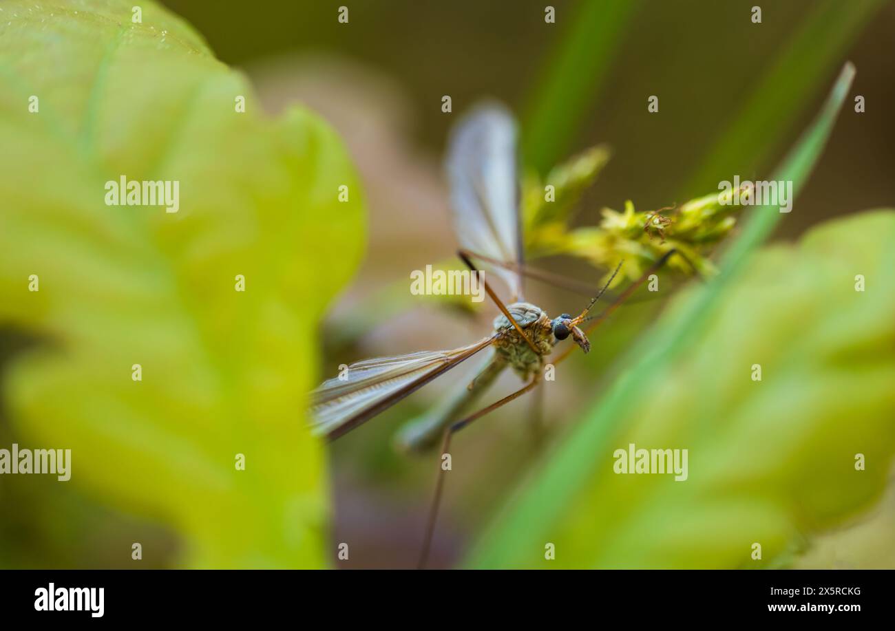 Grand cranefly, tipula maxima insecte assis sur la feuille. Fond d'animal macro Banque D'Images