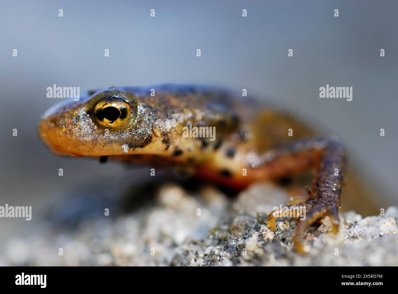 Triton ibérique (Lissotriton boscai) à San Xoan de Rio, Ourense, Espagne Banque D'Images