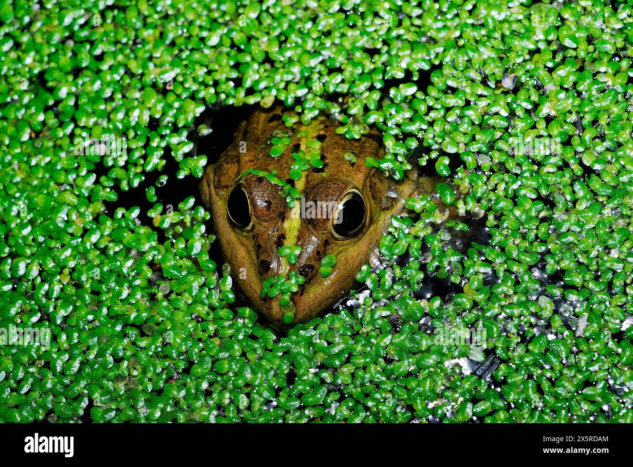 Grenouille commune (Pelophylax perezi) dans un étang de Mouruas, Ourense, Espagne Banque D'Images