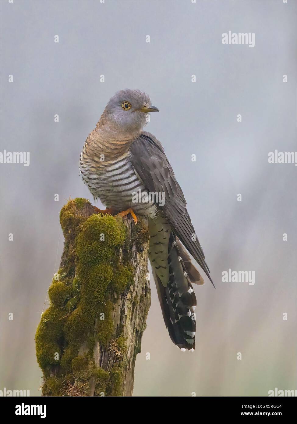 Femelle Cuckoo perché Banque D'Images