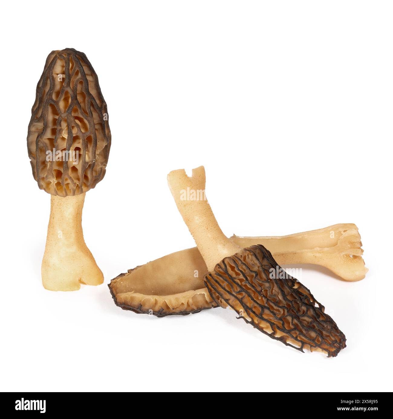 Groupe de morilles fraîchement cueillies coupées en deux sur fond blanc gros plan Banque D'Images