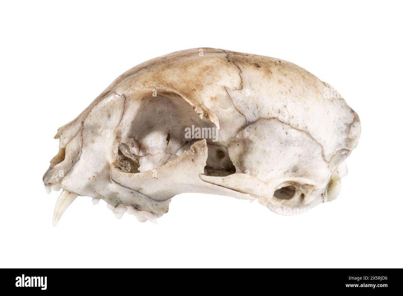 Crâne de chat une vue latérale canine fang sur fond blanc gros plan Banque D'Images
