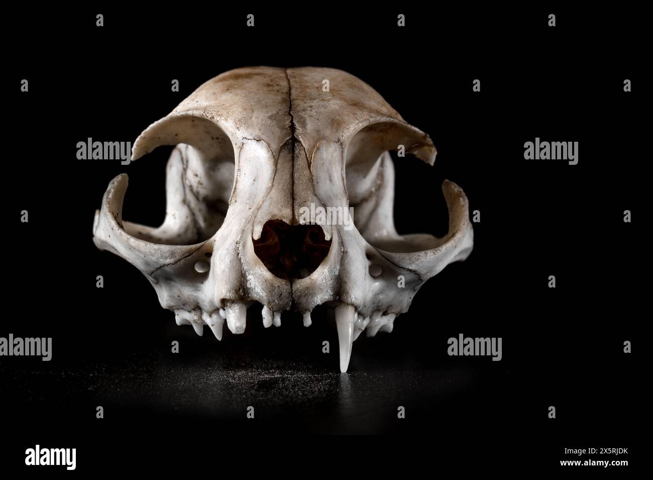 Crâne de chat un fang canin vue horrible humeur de mise au point partielle sur le fond noir Banque D'Images