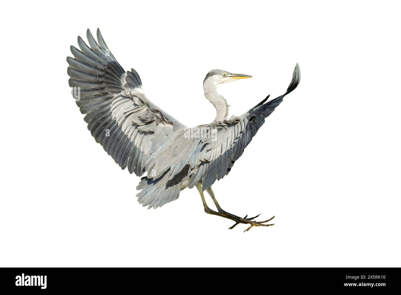 Héron gris (Ardea ginerea) vue arrière d'un oiseau sur le point d'atterrir avec les pieds en position d'atterrissage et les ailes relevées et déployées Banque D'Images