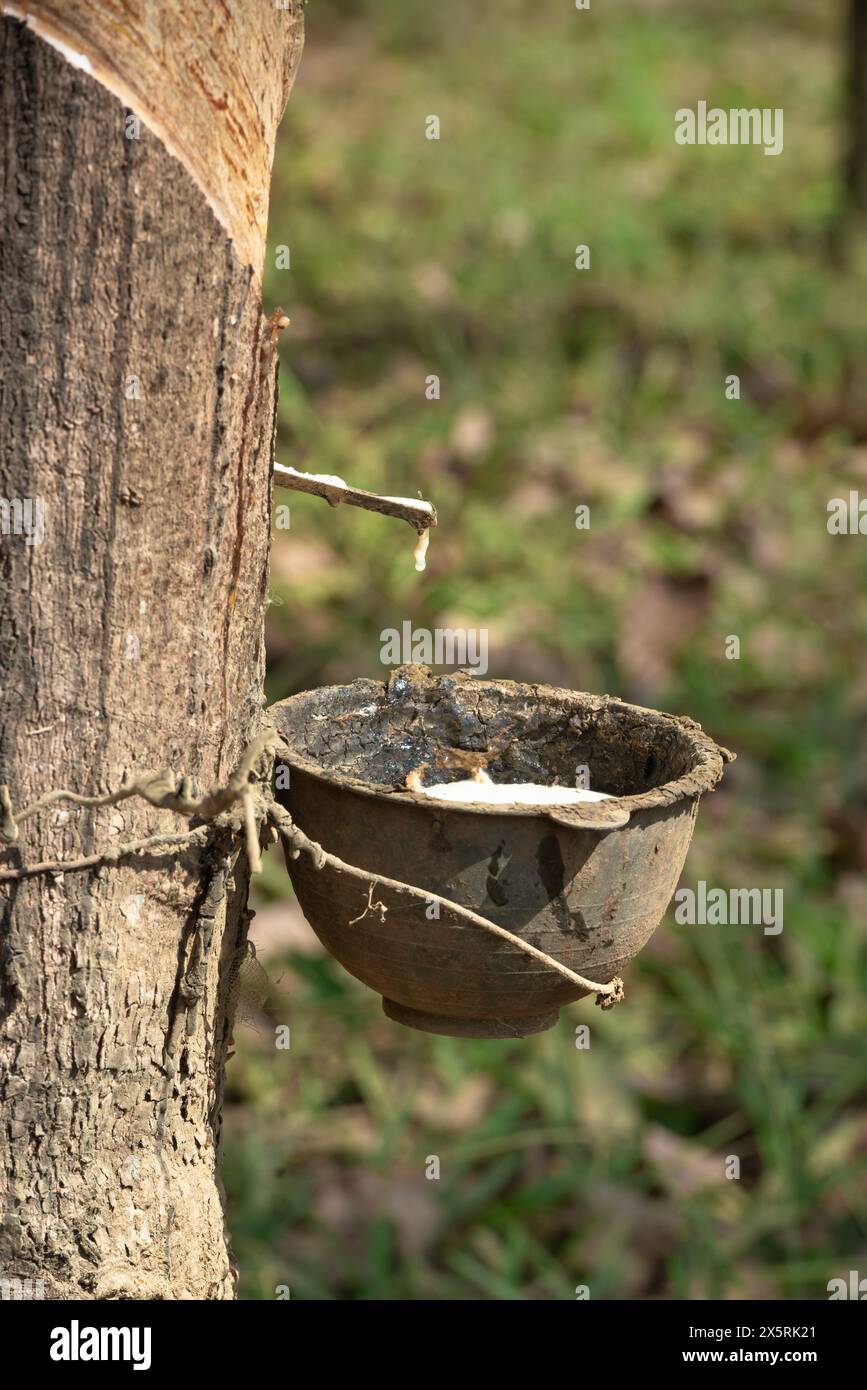 Tapant le latex dans le pot de bol d'un arbre à caoutchouc en Thaïlande Banque D'Images