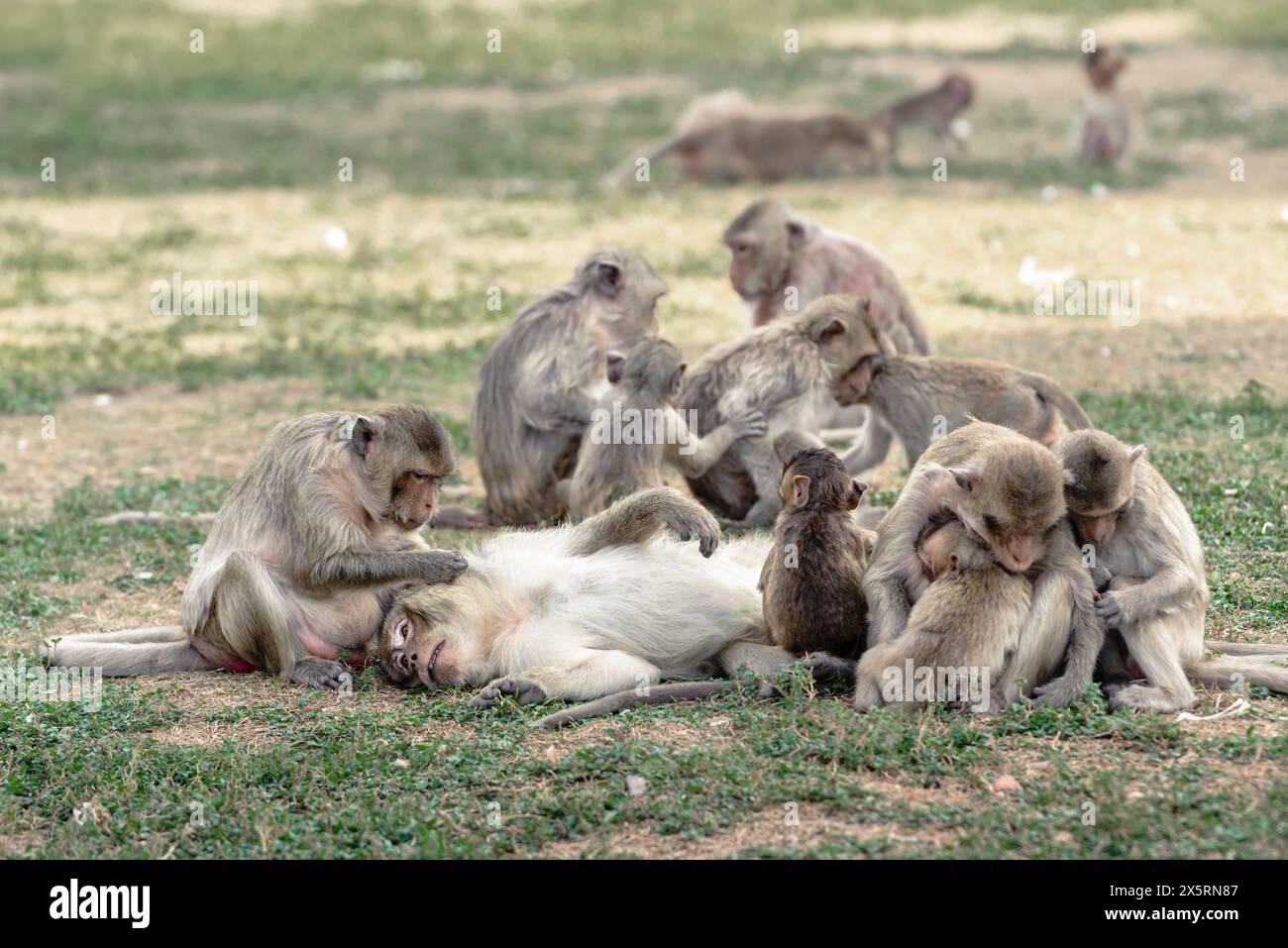 Macaque à longue queue nommé la famille des macaques mangeurs de crabes se couchant, s'aidant, se toilettant, trouvant une puce à l'extérieur de Phra Prang Sam Yod, Lopburi Thail Banque D'Images