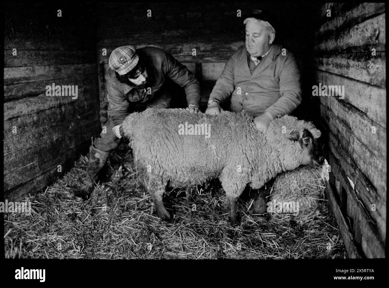 Élevage de moutons Toot Hill Epping Essex Royaume-Uni 1980 agriculteur femme et fils aident un Ewe à donner naissance à son agneau. Banque D'Images