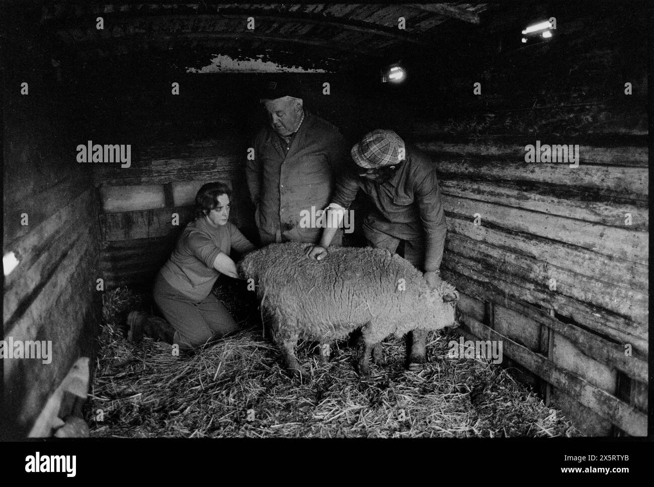 Élevage de moutons Toot Hill Epping Essex Royaume-Uni 1980 agriculteur femme et fils aident un Ewe à donner naissance à son agneau. Banque D'Images