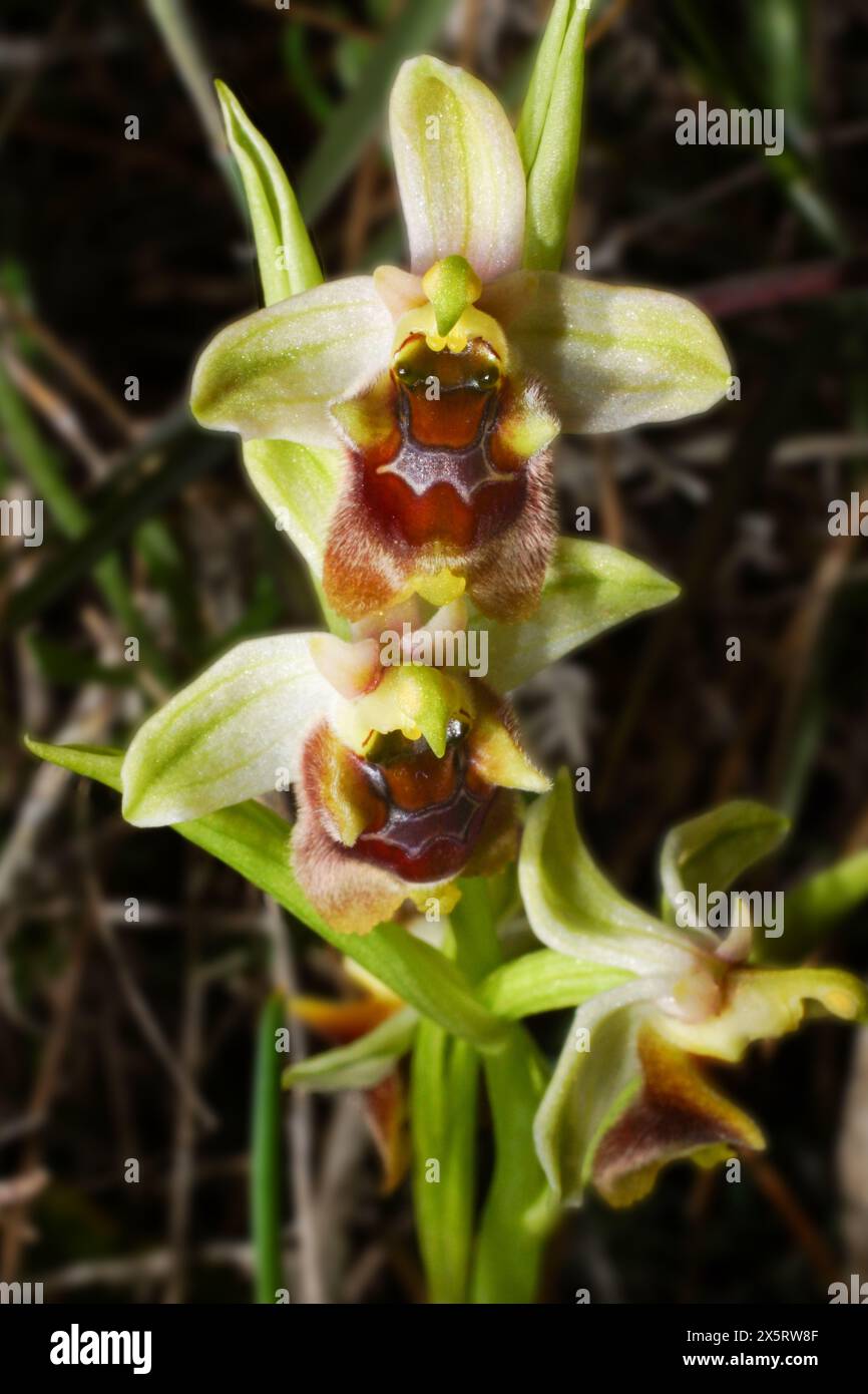 Orchidée du Levant (Ophrys levantina) en pleine floraison, dans un habitat naturel à Chypre Banque D'Images