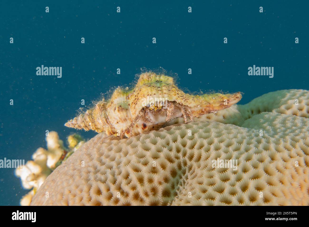 Escargot de mer dans la mer Rouge coloré et beau, Eilat Israël Banque D'Images