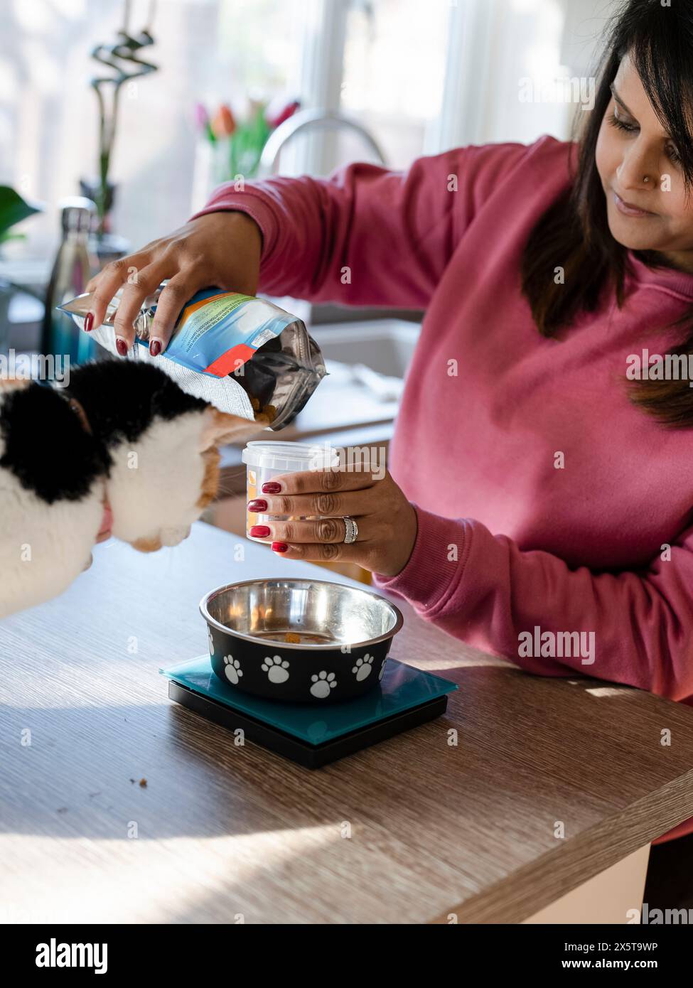 Femme pesant de la nourriture pour chat dans la cuisine Banque D'Images