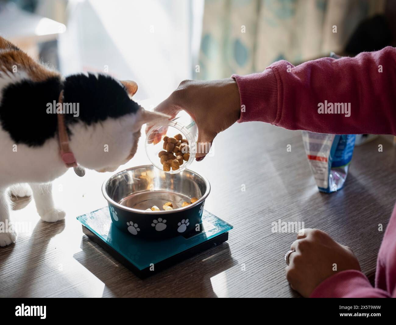 Femme pesant de la nourriture pour chat dans la cuisine Banque D'Images