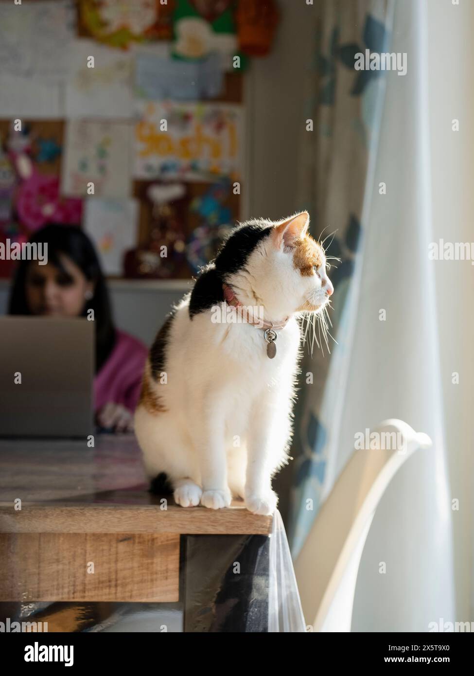 Portrait de chat assis sur la table à manger à la maison tandis que la femme travaille sur ordinateur portable Banque D'Images