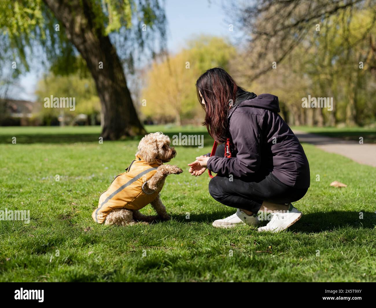 Femme dressant le chien pour donner la patte dans le parc Banque D'Images